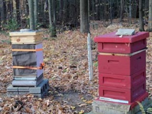 In the Beeyard: Final Winter Preparations Image